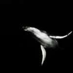 black and white whale